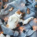 Cat on Sweater