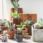 how to move houseplants