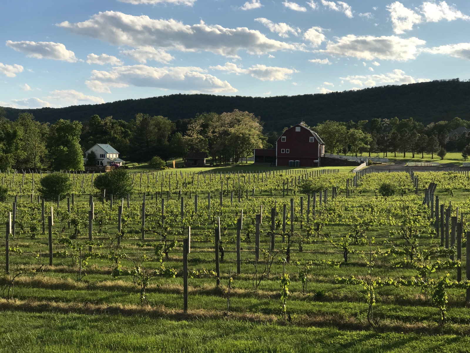 Hiddencroft Vineyards loudoun county